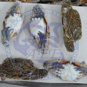 Blue Swimming Crab