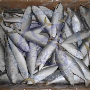 Indian Mackerel