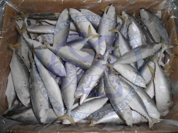 Indian Mackerel