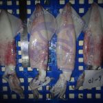 Frozen Whole Round Loligo Squid