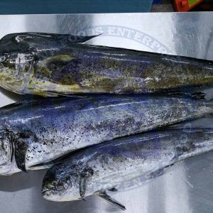 mahimahi