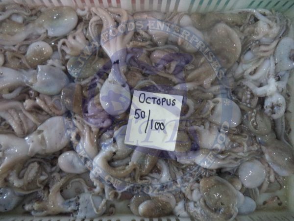 Octopus