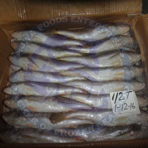 TT Croaker