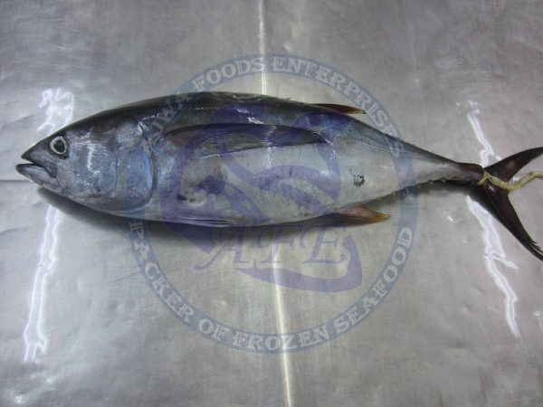 Yellow fin tuna