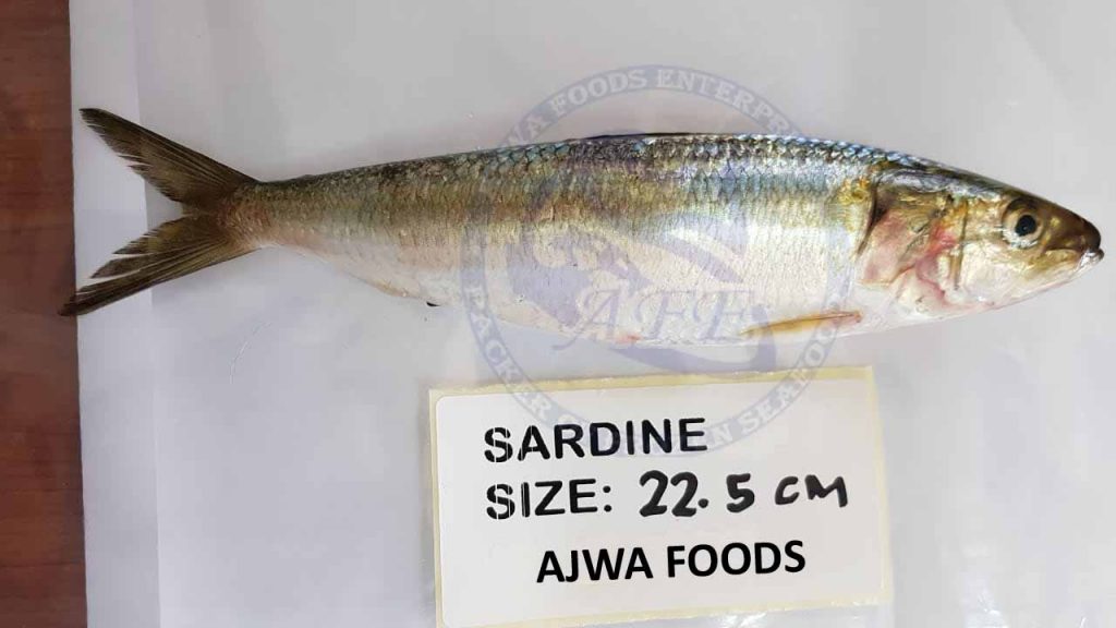 sardine