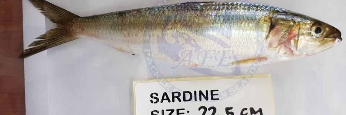 frozen-oman-sardine