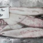 Frozen Loligo Squid Big Sizes (3/6,6/10,10/20)