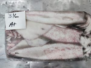 loligo squid 3-6