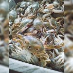 Frozen Three Spot Crab Available